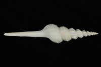 藏品(紡軸長旋螺)的圖片